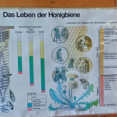 Bienen
