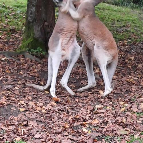 Raritätenzoo
