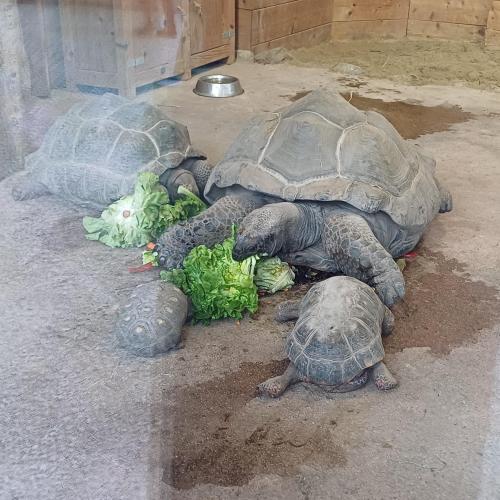 Raritätenzoo