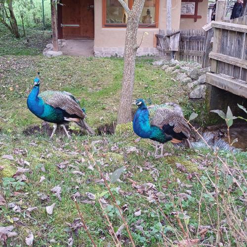 Raritätenzoo