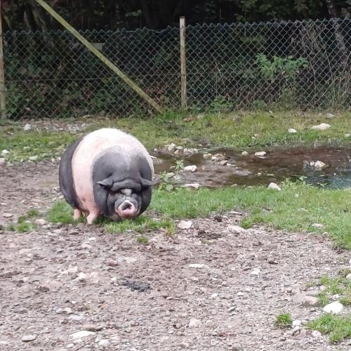 Raritätenzoo