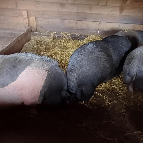 Raritätenzoo