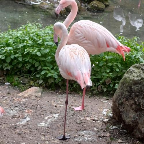 Raritätenzoo