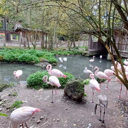 Raritätenzoo