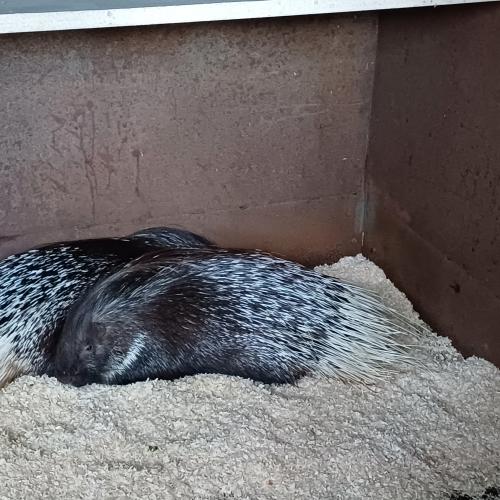 Raritätenzoo
