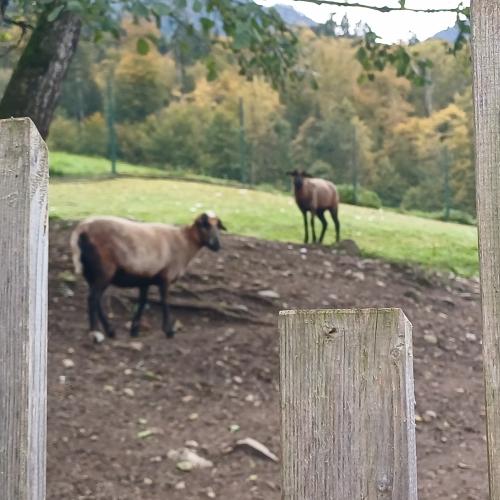 Raritätenzoo