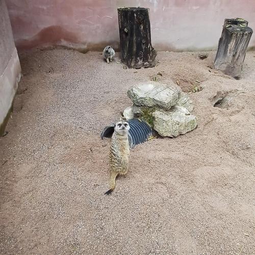Raritätenzoo