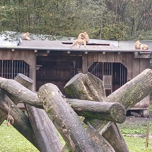 Raritätenzoo